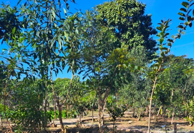 Bosque em Jundiaí será um pulmão verde na cidade