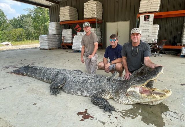 Jacaré ‘gigante’ de 4,2 metros e 360 kg é capturado nos Estados Unidos