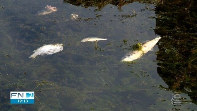 Quase mil peixes morrem na lagoa da Pampulha em meio a onda de calor…