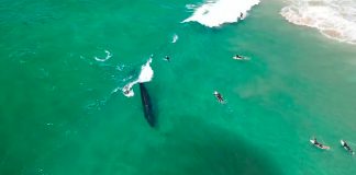 Baleia encalhada em praia morre na Austrália