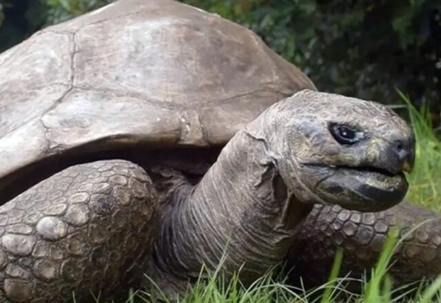 Tartaruga mais antiga do mundo completa 191 anos…