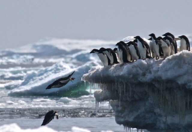 Pinguins-de-adélia são flagrados nadando, e imagens impressionam; assista