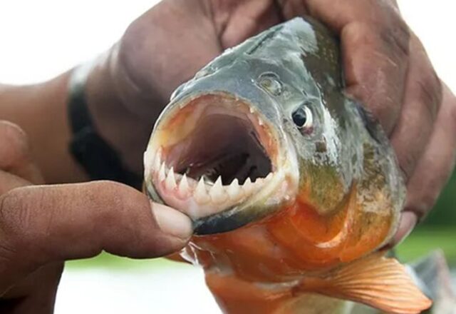 15 banhistas são atacados por piranhas em represa no interior de SP