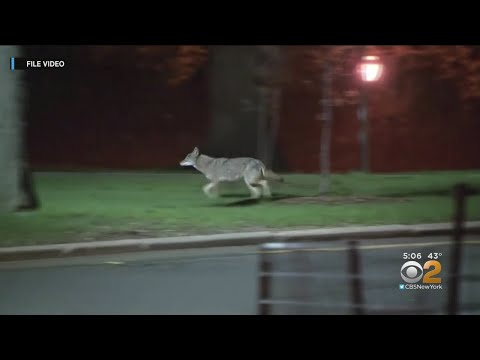 Vídeo: Coiote é visto no Central Park, em Nova York