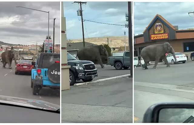 Elefanta escapa de circo e é flagrada correndo pelas ruas de cidade nos EUA..