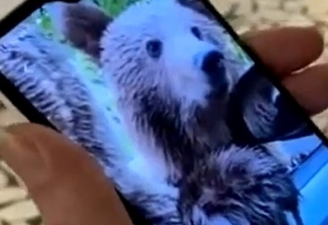 Idosa é mordida por urso após tentar tirar foto com ele na Romênia…