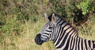 Zebras soltas em estrada correm em trânsito e mobilizam resgate nos EUA…