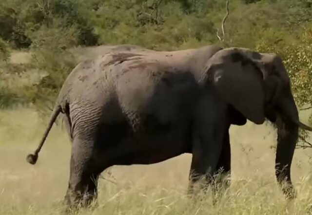 Turista é morto por elefantes ao tentar fotografar manada na África do SuL